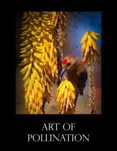 Art of Pollination 2016 Cover